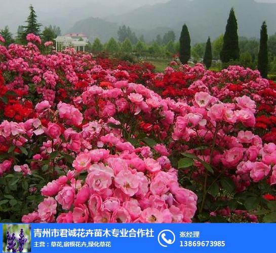 花卉苗木月季批发  发货地址:山东潍坊 信息编号:63163385 产品价格