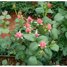 夏春花卉(图)、玉溪玫瑰花苗种植基地、玉溪玫瑰花苗